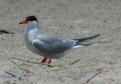 Common Tern