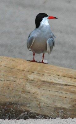 Common Tern