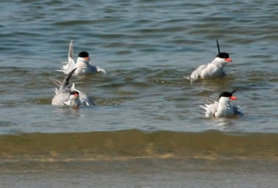 Common Tern