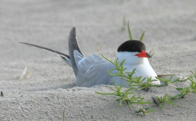 Common Tern