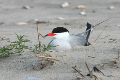 Common Tern