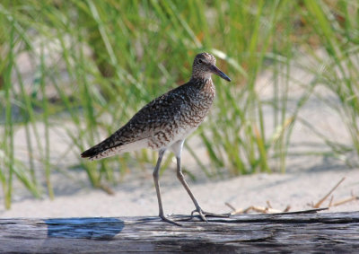 Willet, Eastern