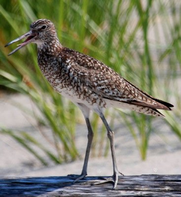 Willet, Eastern