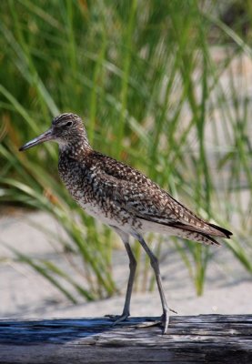 Willet, Eastern