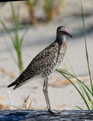 Willet, Eastern