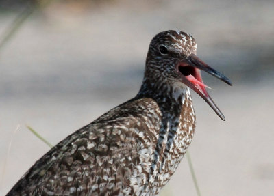 Willet, Eastern
