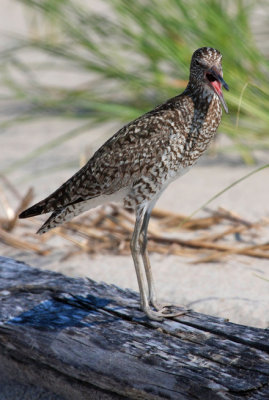Willet, Eastern