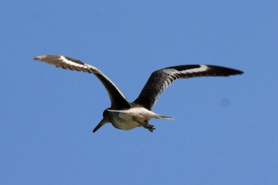 Willet, Eastern