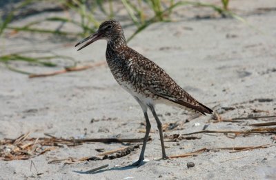 Willet, Eastern