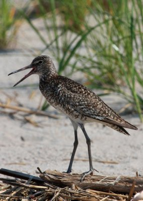 Willet, Eastern