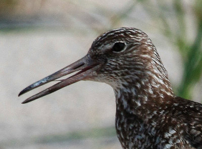 Willet, Eastern