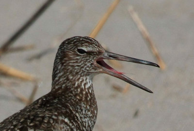 Willet, Eastern