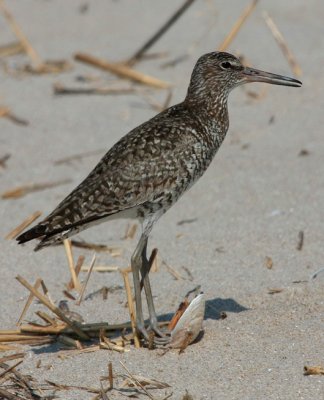 Willet, Eastern