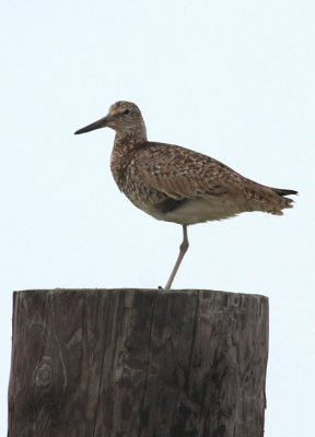 Willet, Eastern