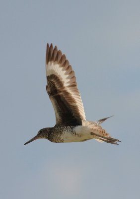 Willet, Eastern