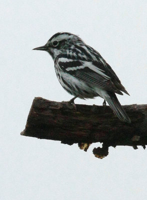 Black-and-white Warbler