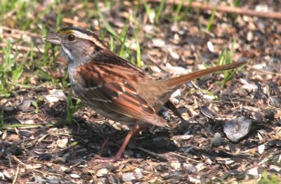 White-throated Sparrow