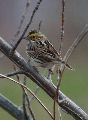 Savannah Sparrow, Eastern, Worcester, MA, April 22, 2011