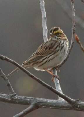 Savannah Sparrow, Eastern, Worcester, MA, April 22, 2011