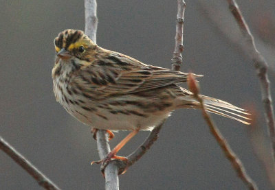 Savannah Sparrow, Eastern, Worcester, MA, April 22, 2011