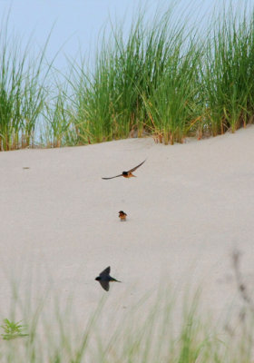 Barn Swallow
