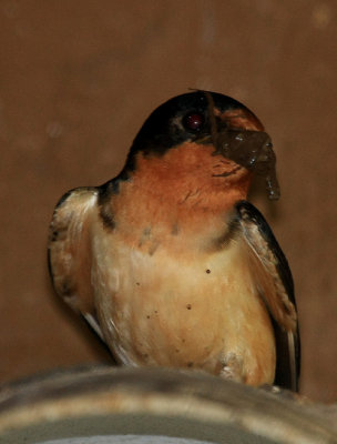Barn Swallow