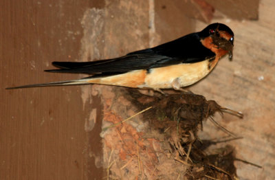 Barn Swallow