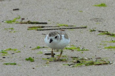 Piping Plover