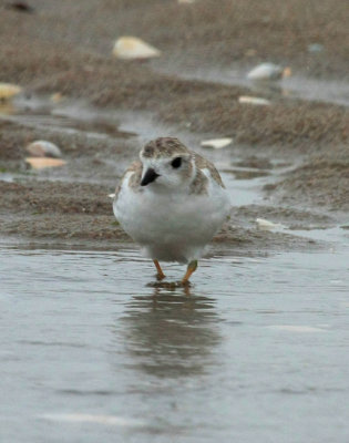 Piping Plover