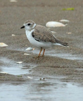 Piping Plover