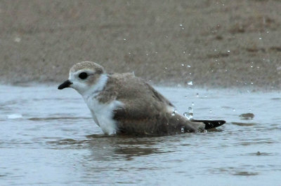 Piping Plover