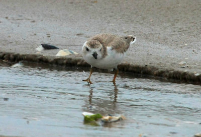 Piping Plover