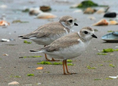 Piping Plover