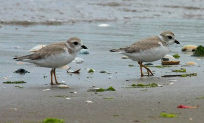 Piping Plover