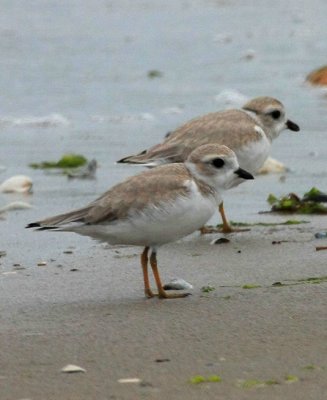 Piping Plover