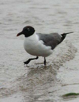 Laughing Gull