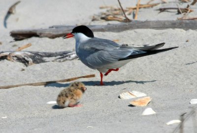 Common Tern