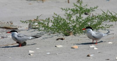 Common Tern