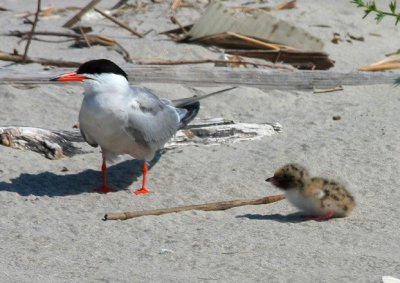Common Tern