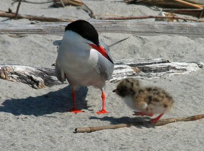 Common Tern