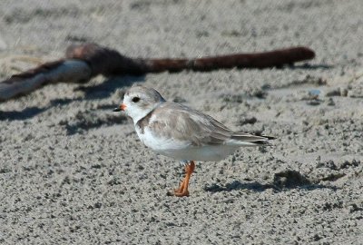 Piping Plover