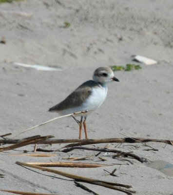 Piping Plover