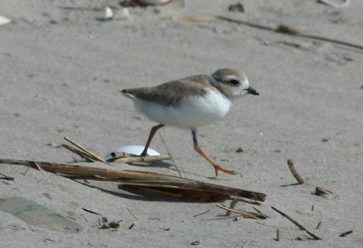 Piping Plover