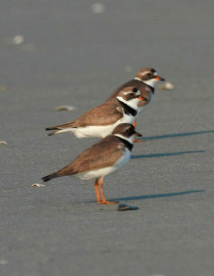 Semi-Palmated Plover