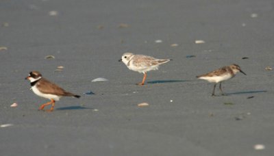 L-R, Semi-Palmated Plover, Piping Plover, Sanderling