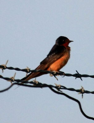 Barn Swallow