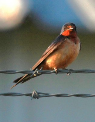 Barn Swallow