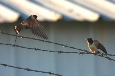 Barn Swallow