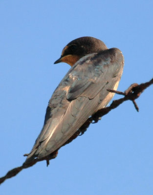 Barn Swallow