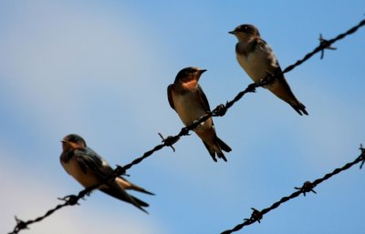 Barn Swallow